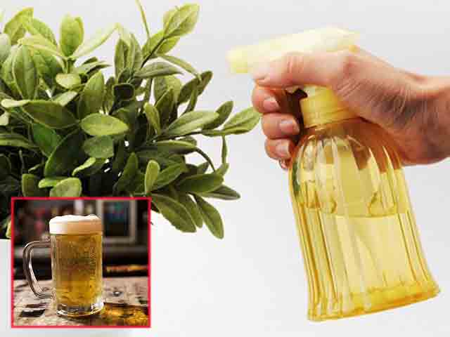 Dùng loại nước &quot;thần thánh&quot; để tưới cây cảnh, chẳng những cây phát triển tốt mà còn chẳng cần phải bón phân - Ảnh 5.