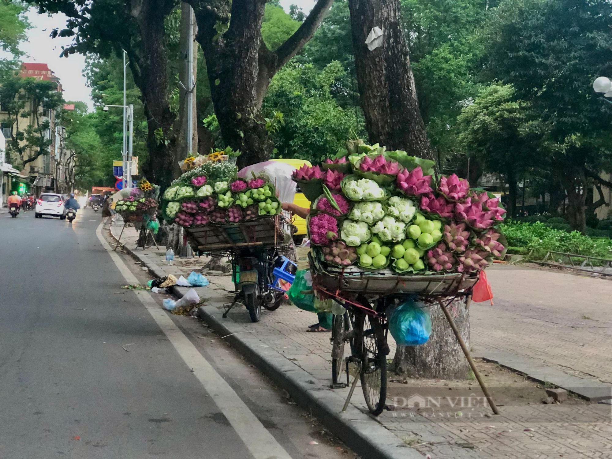 Mê mẩn với những gánh hoa sen đầu mùa nở rộ khoe sắc hương trên phố Hà Nội. - Ảnh 2.
