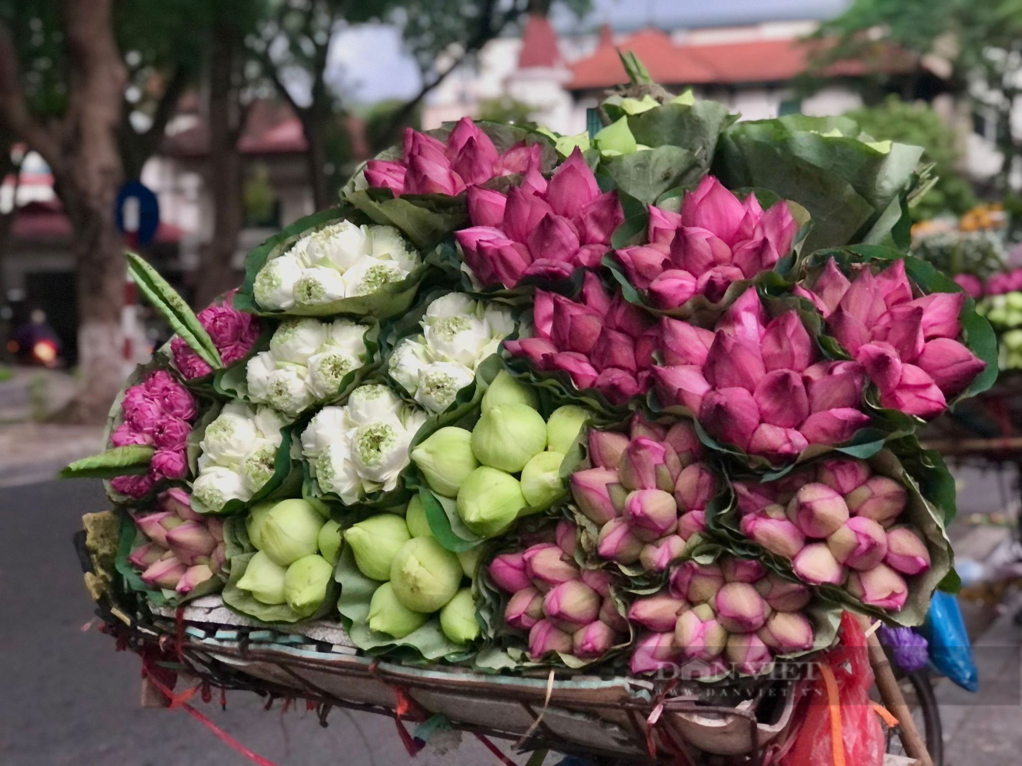 Mê mẩn với những gánh hoa sen đầu mùa nở rộ khoe sắc hương trên phố Hà Nội. - Ảnh 3.