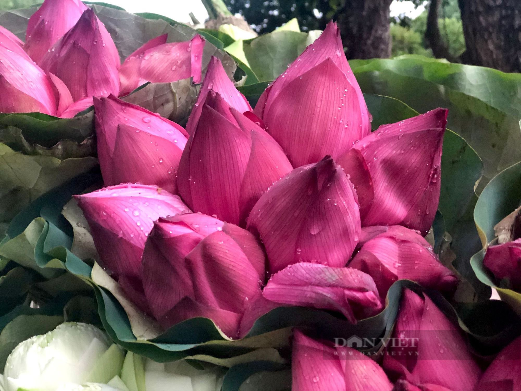 Mê mẩn với những gánh hoa sen đầu mùa nở rộ khoe sắc hương trên phố Hà Nội. - Ảnh 4.