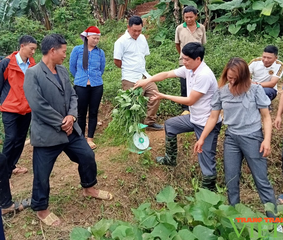 Trồng su su chuyên canh lấy ngọn trái vụ, hướng đi mới ở vùng cao Lào Cai - Ảnh 2. Trồng su su chuyên canh lấy ngọn trái vụ, hướng đi mới ở vùng cao Lào Cai - Ảnh 2.