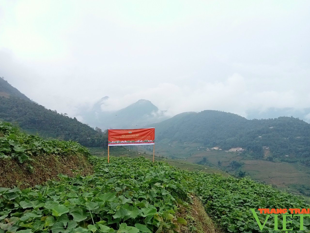 Trồng su su chuyên canh lấy ngọn trái vụ, hướng đi mới ở vùng cao Lào Cai - Ảnh 4. Trồng su su chuyên canh lấy ngọn trái vụ, hướng đi mới ở vùng cao Lào Cai - Ảnh 4.