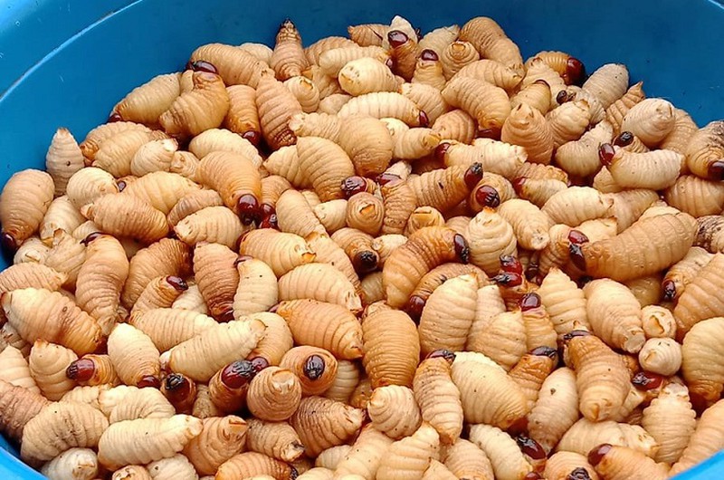 Loại côn trùng sống trong cây cọ được lùng mua với giá nửa triệu/kg - Ảnh 1.