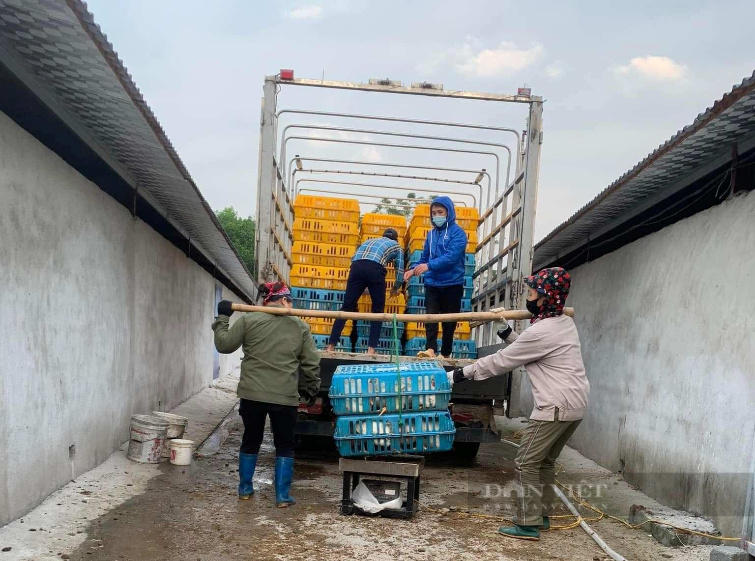 Giá gia cầm hôm nay 9/6: Giá gà công nghiệp tăng lên mốc mới, giá vịt thịt có nơi vượt &quot;đầu 5&quot; - Ảnh 1.