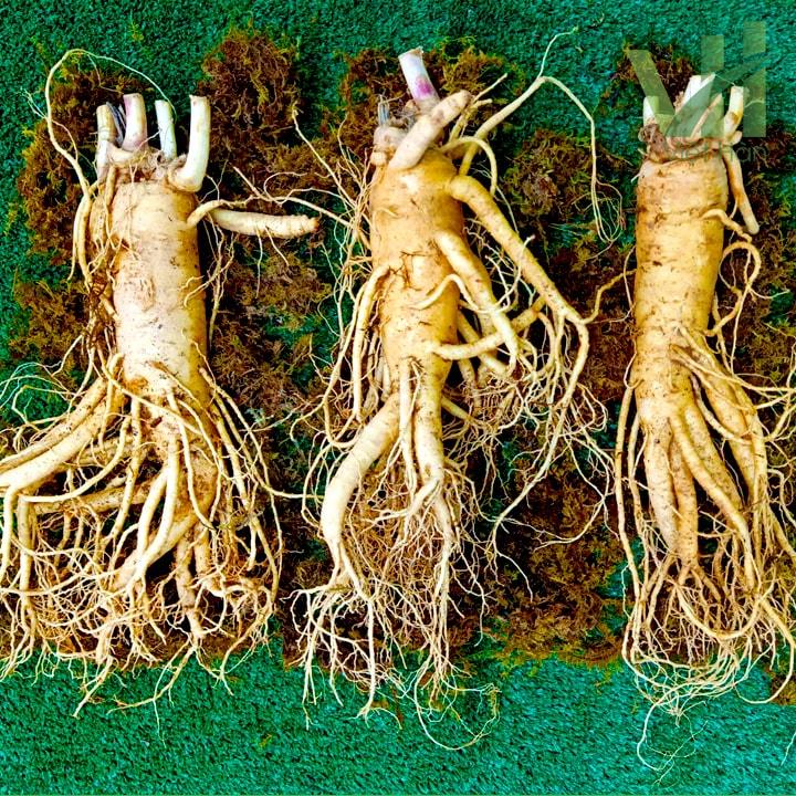 Loại củ kỳ lạ càng nhiều &quot;sẹo&quot; càng đắt giá, giá hàng trăm triệu đồng mà khách vẫn muốn mua bằng được - Ảnh 2.