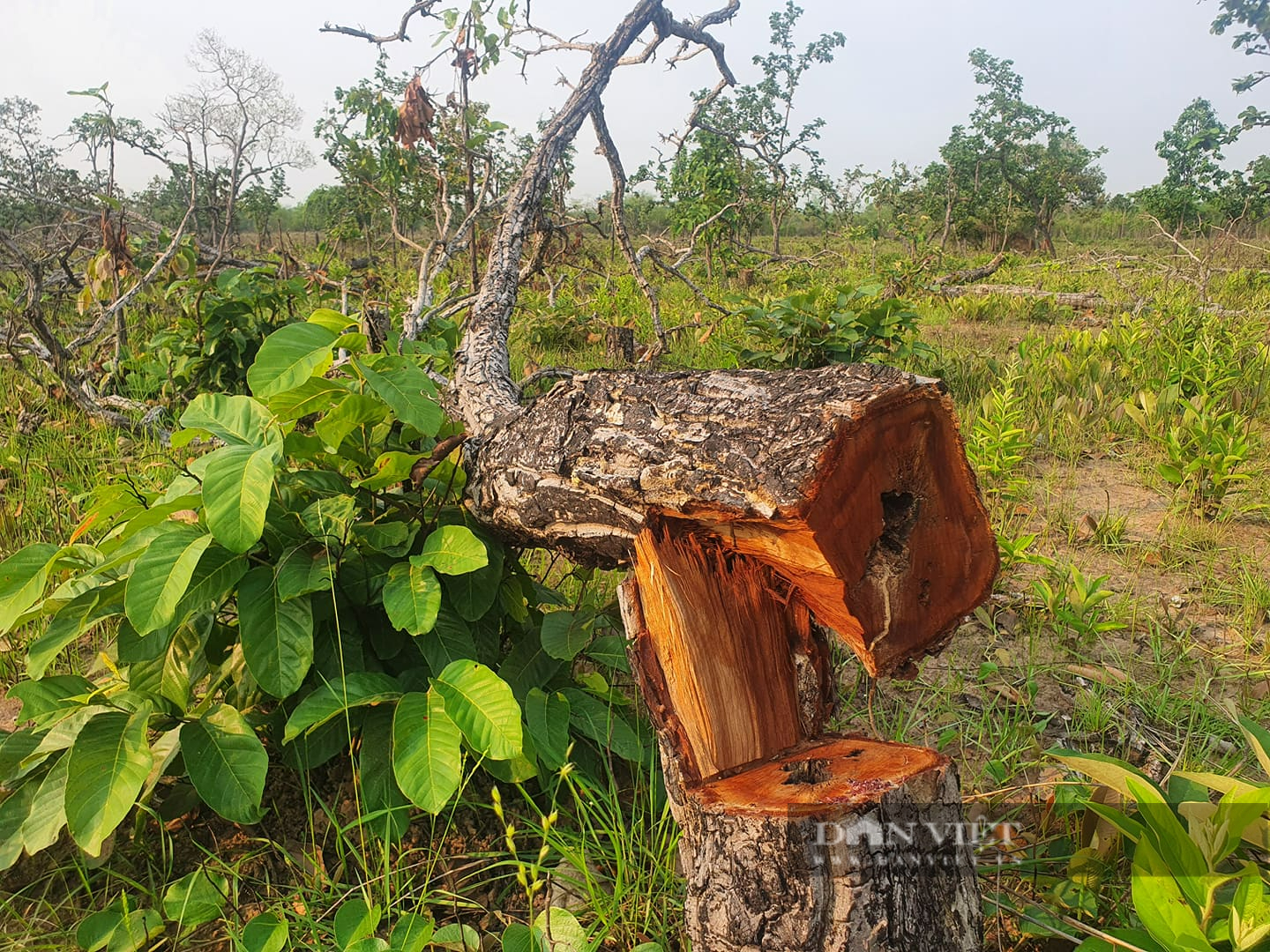 Vụ phá gần 400 ha rừng tại Đắk Lắk: Kỷ luật hai lãnh đạo xã  - Ảnh 2.