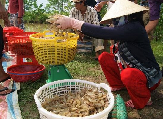 Cà Mau: Giá tôm nguyên liệu biến động nhẹ - Ảnh 1.