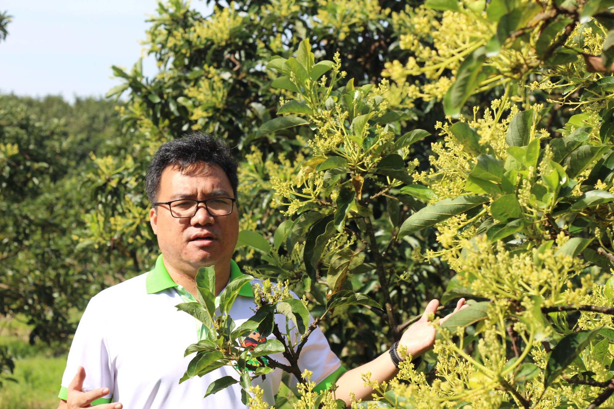 Anh thanh niên Bình Phước tiết lộ bí quyết để cây bơ cho quả khổng lồ: Cho cây bơ &quot;ăn&quot; đạm cá, mật mía - Ảnh 2.