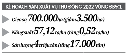 ĐBSCL sẵn sàng gieo trồng 700.000ha lúa thu đông * Hạn chế xuống giống lúa nếp, nhóm giống chất lượng trung bình. - Ảnh 3.