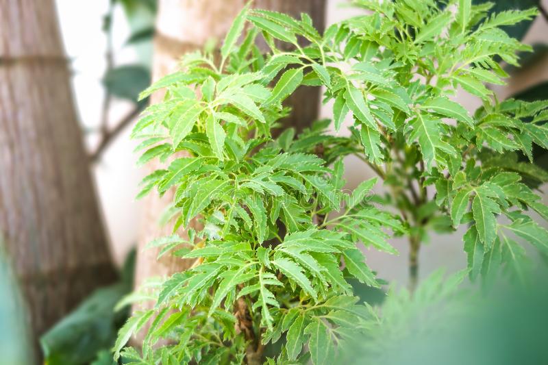 "Biệt đội" cây cảnh vừa đẹp, lại dễ chăm, cực tốt cho sức khỏe, đã thế lại... ăn rất ngon - Ảnh 6. "Biệt đội" cây cảnh vừa đẹp, lại dễ chăm, cực tốt cho sức khỏe, đã thế lại... ăn rất ngon - Ảnh 6.