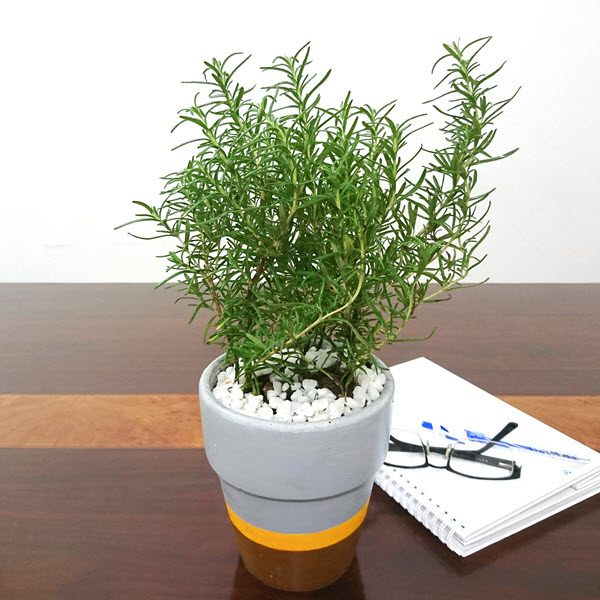 "Biệt đội" cây cảnh vừa đẹp, lại dễ chăm, cực tốt cho sức khỏe, đã thế lại... ăn rất ngon - Ảnh 7. "Biệt đội" cây cảnh vừa đẹp, lại dễ chăm, cực tốt cho sức khỏe, đã thế lại... ăn rất ngon - Ảnh 7.