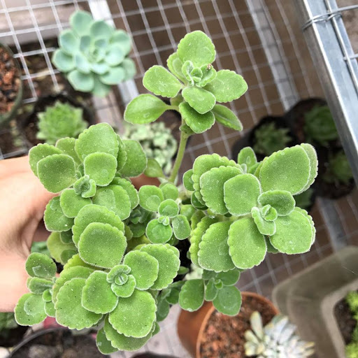 "Biệt đội" cây cảnh vừa đẹp, lại dễ chăm, cực tốt cho sức khỏe, đã thế lại... ăn rất ngon - Ảnh 4. "Biệt đội" cây cảnh vừa đẹp, lại dễ chăm, cực tốt cho sức khỏe, đã thế lại... ăn rất ngon - Ảnh 4.