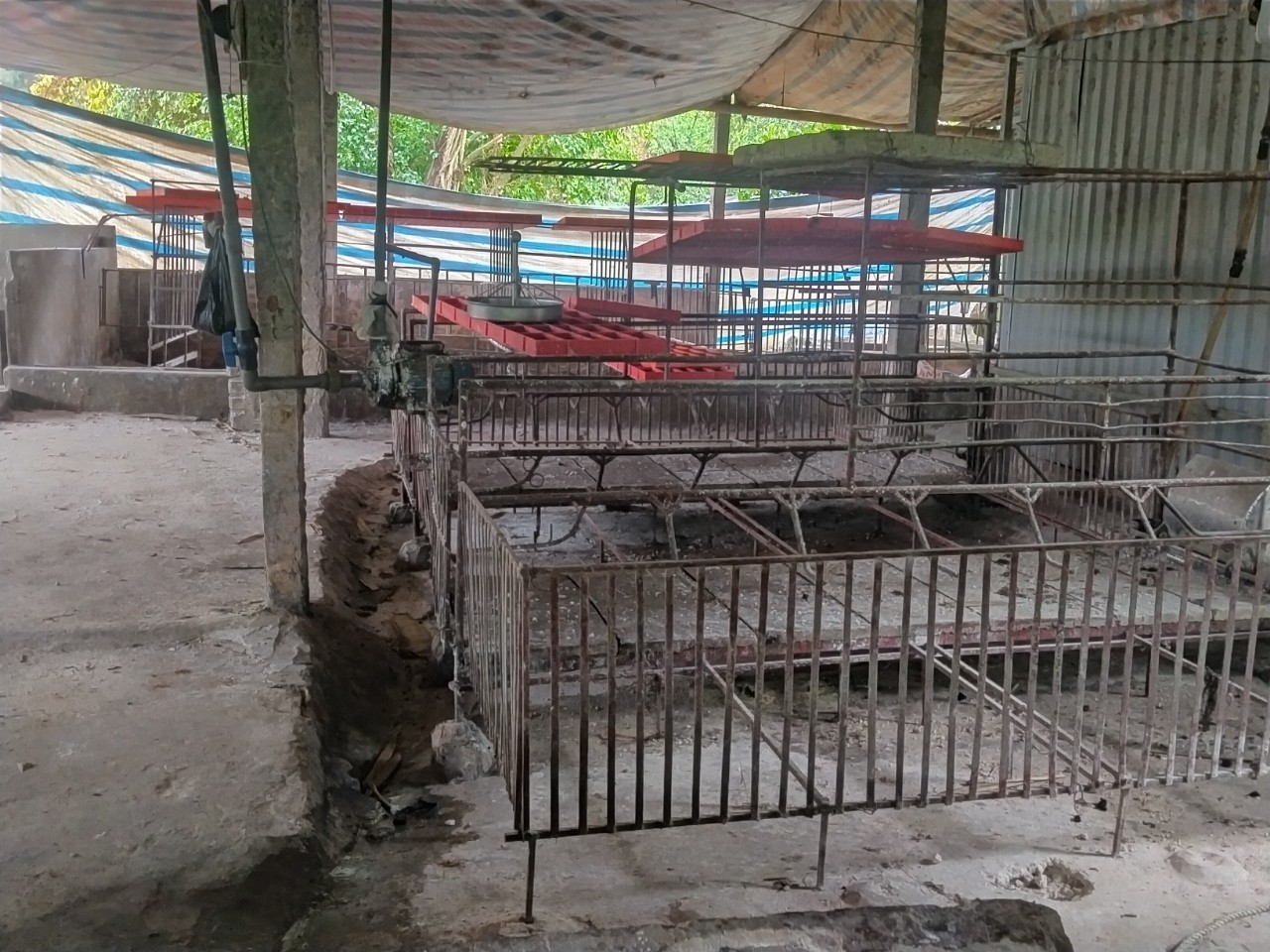 Người chăn nuôi bỏ chuồng vì gánh nặng chi phí: Canh bạc cuối năm (Bài 6) - Ảnh 2.
