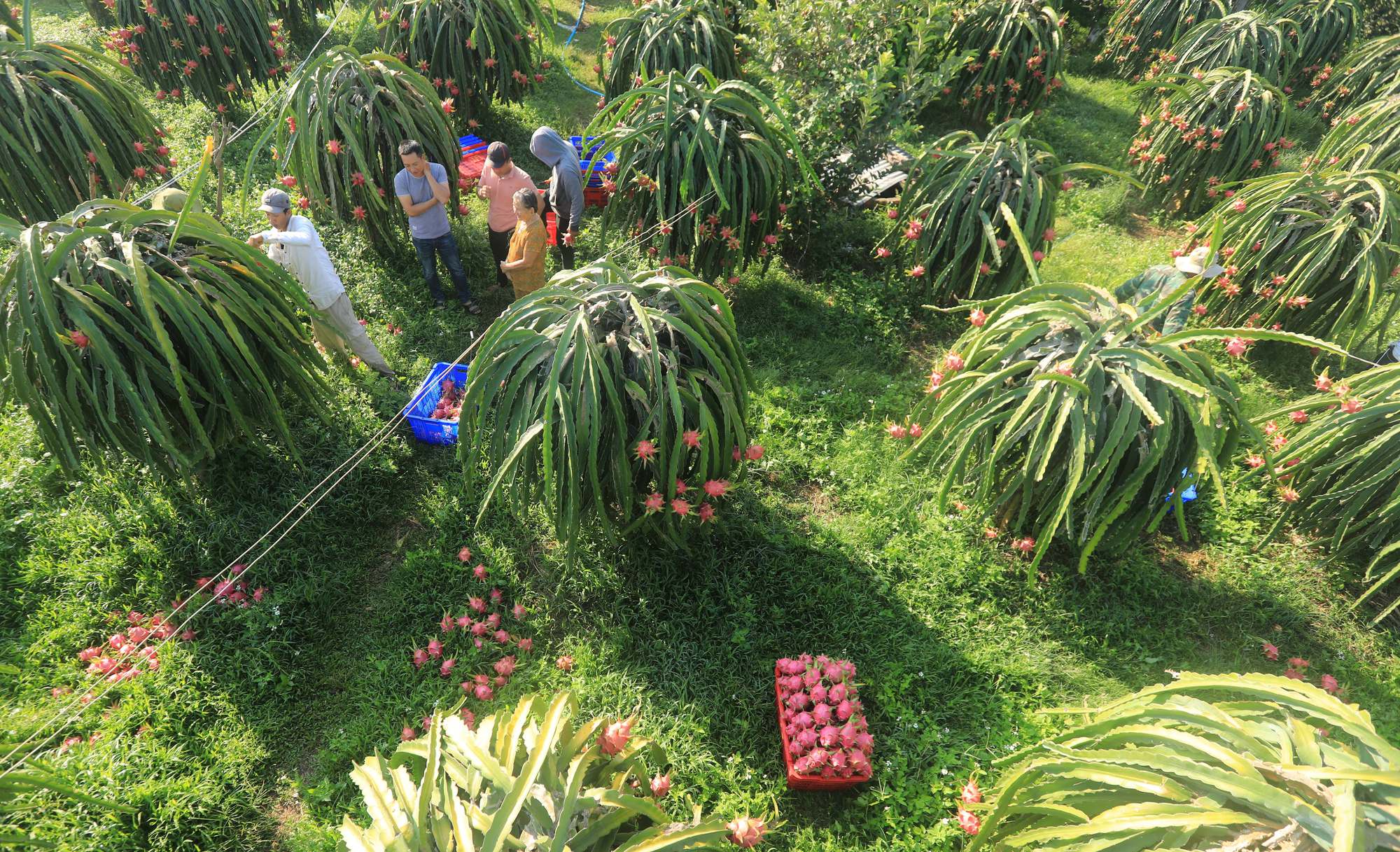 Bình Thuận quyết tâm trong năm 2022 sẽ có 11.900 ha thanh long đạt tiêu chuẩn VietGAP - Ảnh 4.