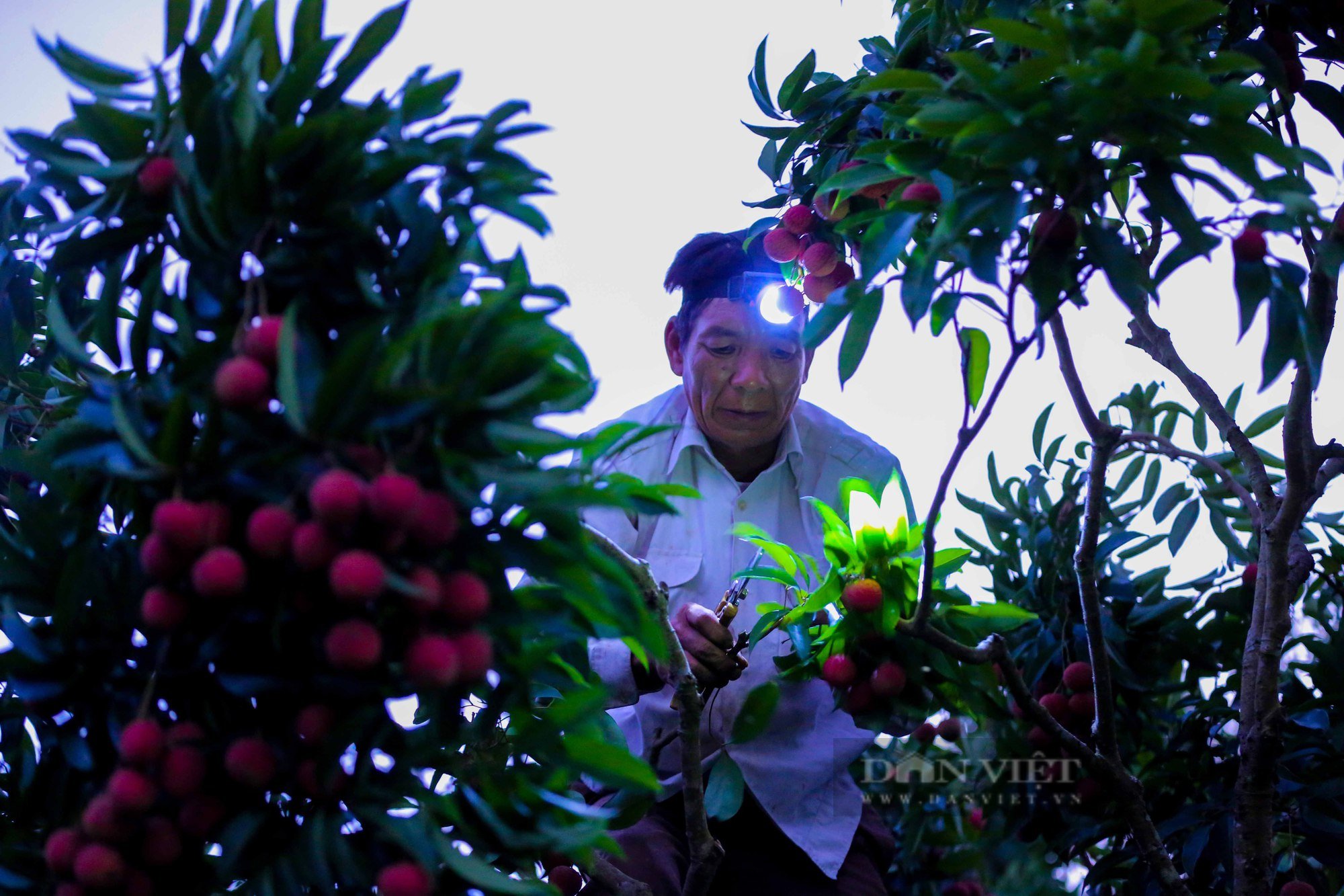 Nông dân trắng đêm &quot;chong đèn&quot; thu hoạch hàng trăm cân vải thiều mang đi bán - Ảnh 5.