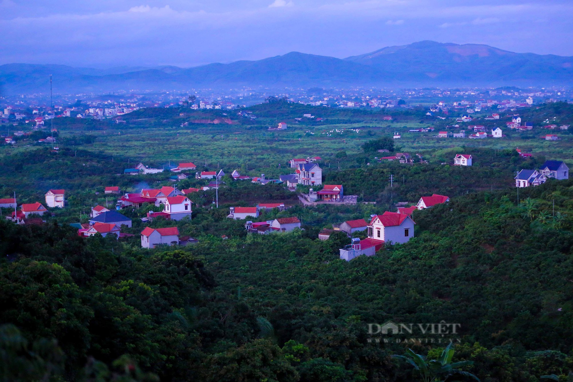 Nông dân trắng đêm &quot;chong đèn&quot; thu hoạch hàng trăm cân vải thiều mang đi bán - Ảnh 11.