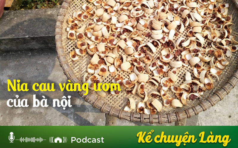 Kể chuyện Podcast: Nia cau vàng ươm của bà nội - Ảnh 1.
