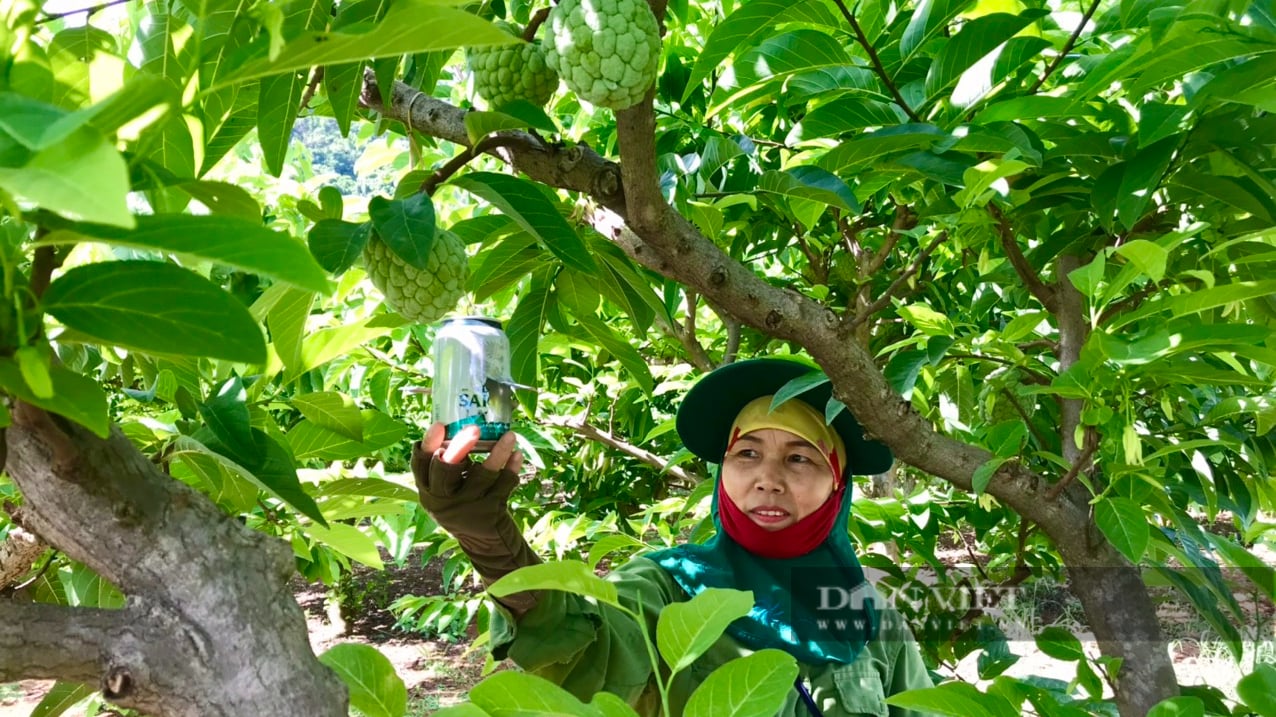 Nông dân Sơn La dễ kiếm tiền từ việc trồng na Thái trái vụ - Ảnh 5.