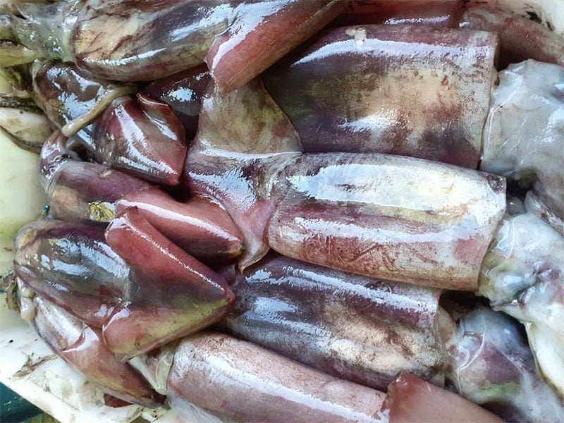 Thực hư mực xà đại dương khổng lồ, giá tiền triệu gây sốt, thật ra đây mới là loại mực đắt nhất - Ảnh 1.