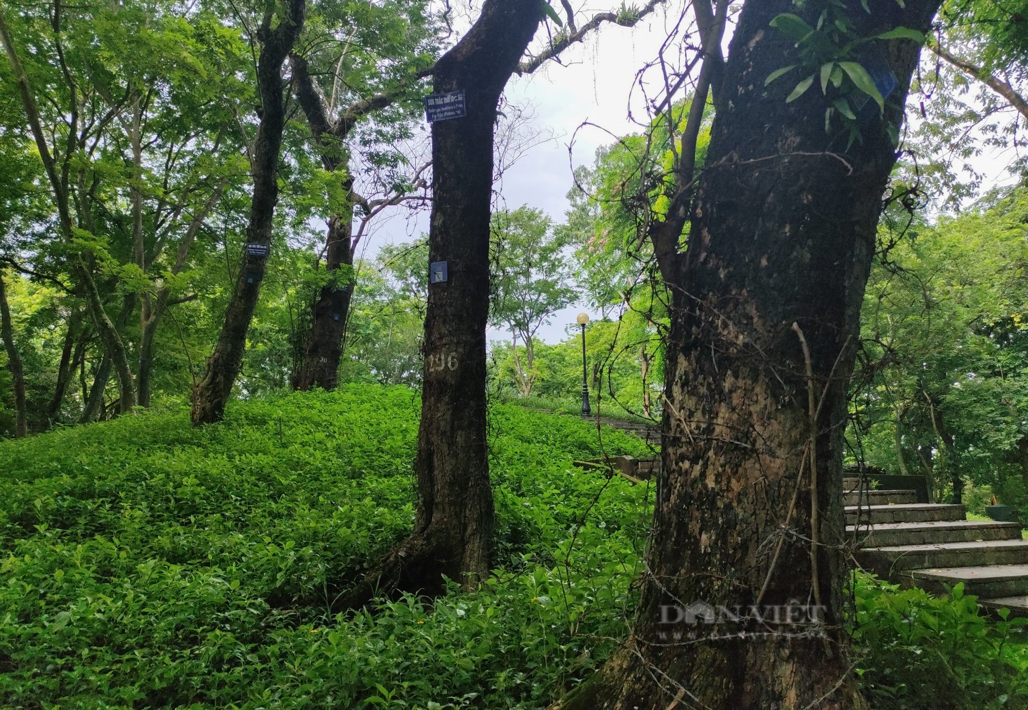Hà Nội: Cận cảnh &quot;khối vàng khủng&quot; trên núi Nùng được mặc &quot;giáp sắt&quot; chống trộm - Ảnh 5.