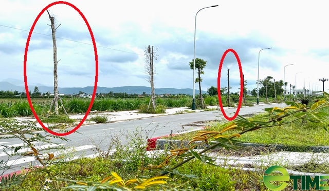 Quảng Ngãi: Công trình đường 76 tỷ mang vạ vì hạng mục cây xanh dặt dẹo - Ảnh 1. Quảng Ngãi: Công trình đường 76 tỷ mang vạ vì hạng mục cây xanh dặt dẹo - Ảnh 1.