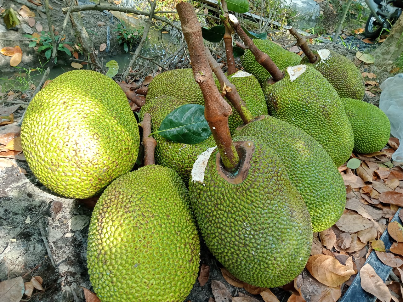 Giá mít Thái hôm nay 15/7: Mít Kem lớn giảm 2.000 đồng/kg, trồng mít Thái phải lưu ý những điểm này vào mùa mưa - Ảnh 1.