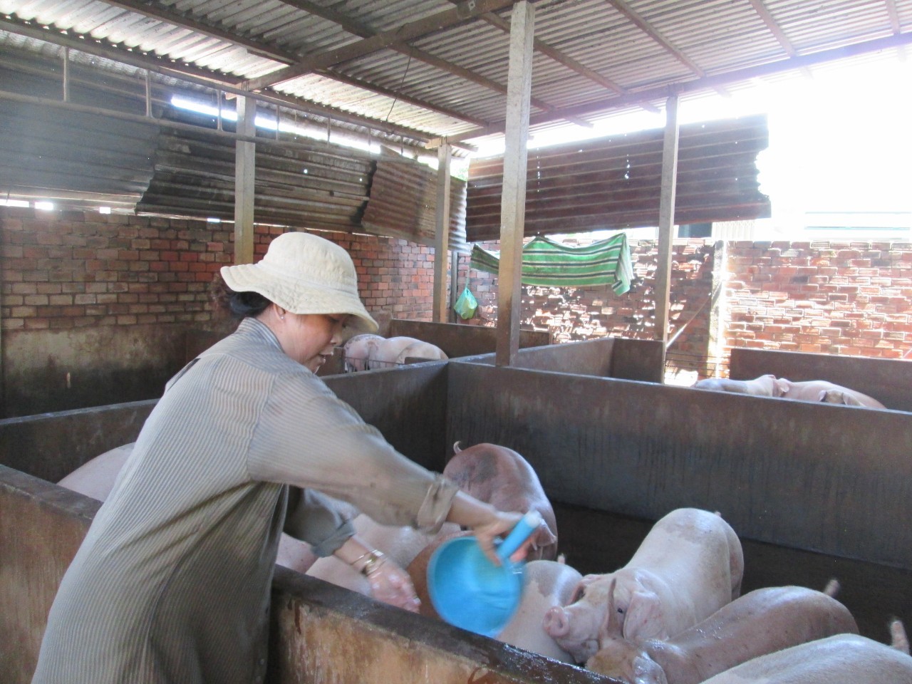 Giá heo hơi bất ngờ tăng nóng khi sức mua trong nước yếu - Ảnh 1.