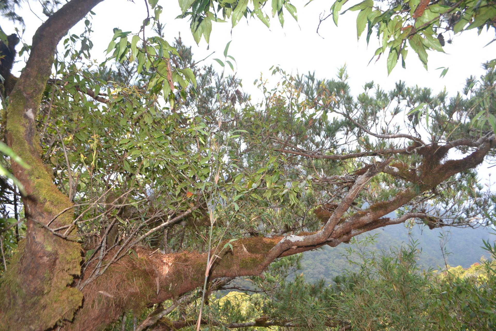 Chạm mặt ngọn núi thiêng cao nhất miền Nam, tên núi cũng là tên một loài sâm &quot;Quốc bảo&quot; - Ảnh 6.