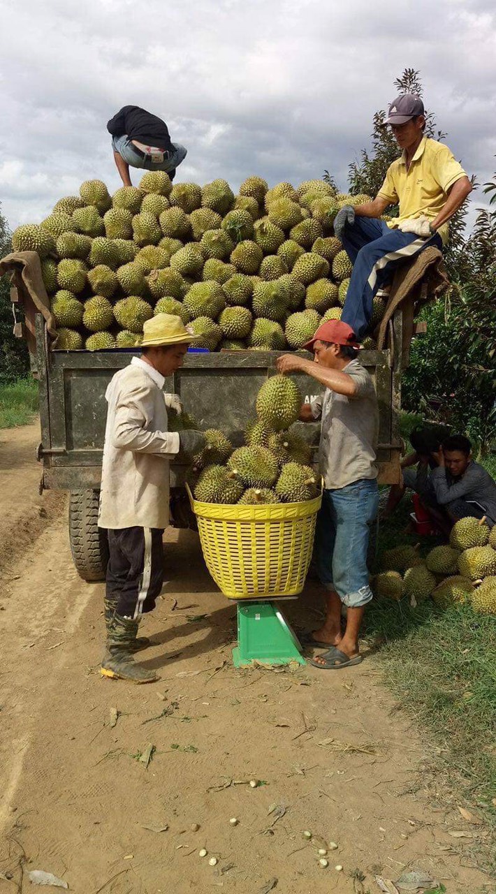 Sầu riêng tăng giá, nông dân Khánh Hòa vui mừng - Ảnh 1. Sầu riêng tăng giá, nông dân Khánh Hòa vui mừng - Ảnh 1.
