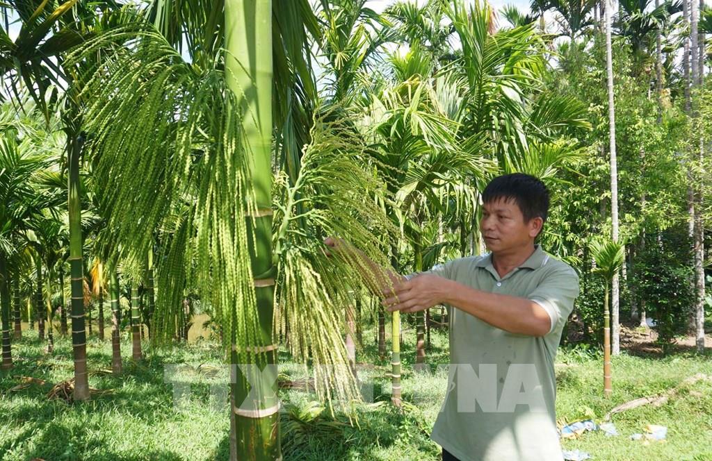 Chuyên gia cảnh báo tình trạng ồ ạt trồng cau tại Bến Tre - Ảnh 1.