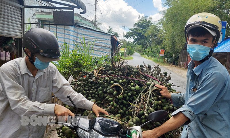 Trung Quốc lại lùng mua cau non, giá cau cao hơn cả trái cây, chuyên gia khuyên bà con không trồng nhiều - Ảnh 1.