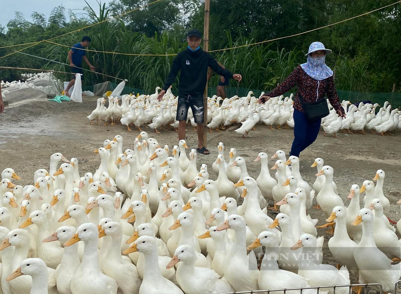 Giá gia cầm hôm nay 17/7: Giá gà, vịt thịt tăng cao, người nuôi tích cực vào giống - Ảnh 1.