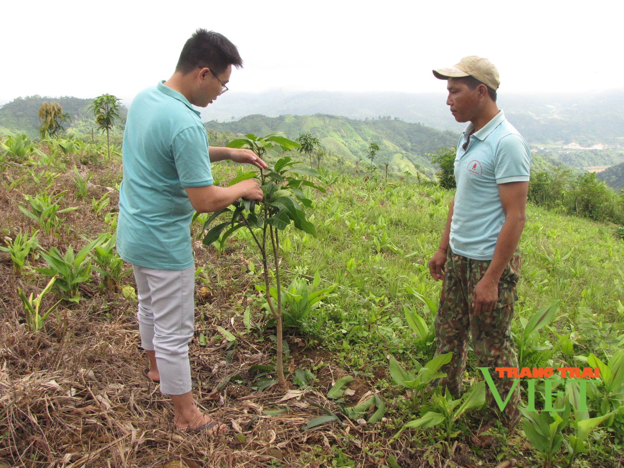 Lai Châu: Chuyển đổi cơ cấu cây trồng, nâng cao giá trị sản xuất - Ảnh 4.