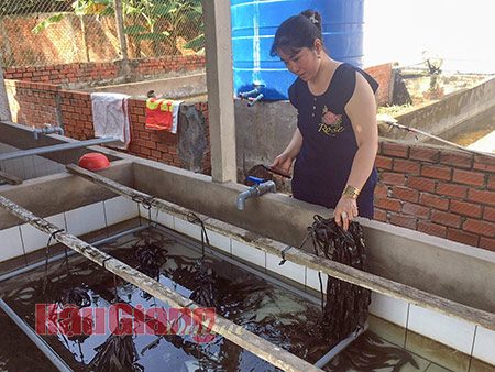 Nuôi con đặc sản này dày đặc trong bể xi măng, ít đất nhưng nông dân Hậu Giang vẫn giàu - Ảnh 1.