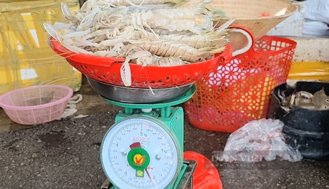 Thanh Hóa: Cận cảnh thu mua cá, tôm khi thuyền cập bến - Ảnh 9.