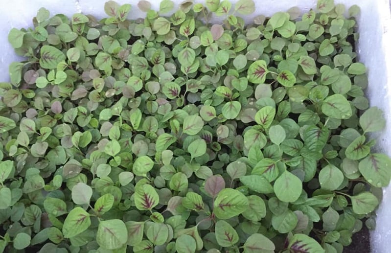 Loại rau dân dã bán đầy ngoài chợ Việt với giá rẻ như cho được nước ngoài tôn vinh là &quot;rau trường thọ&quot; - Ảnh 2.