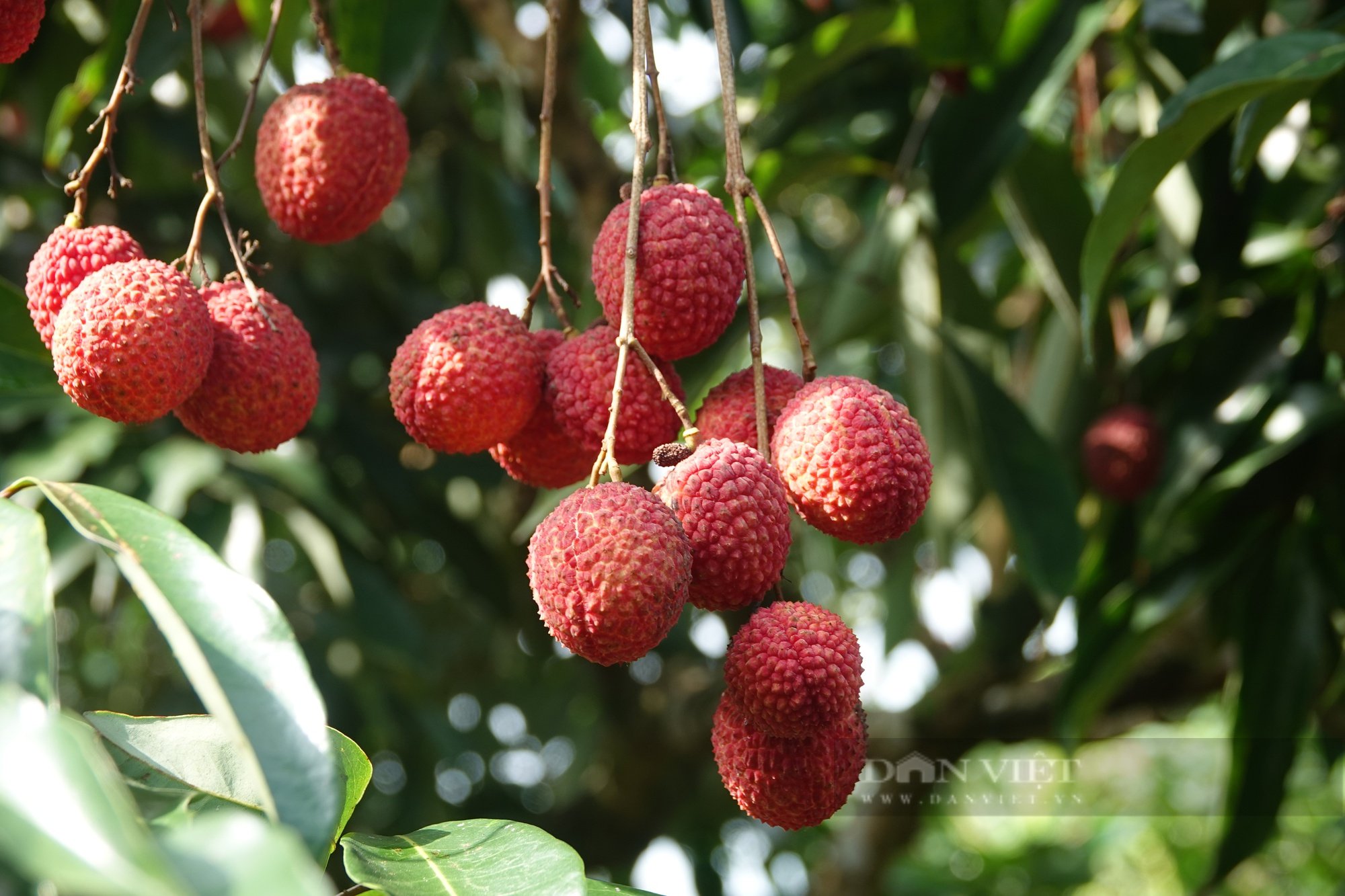 Vải thiều không hạt trồng thành công ở Bắc Giang có nguồn gốc từ đâu? - Ảnh 2.
