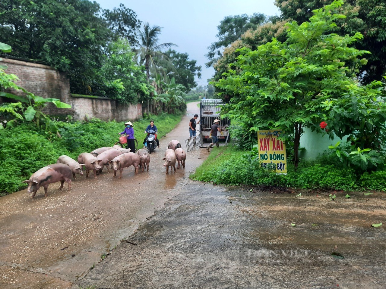 Giá heo hơi hôm nay: Tăng 10.000 đồng/kg trong vài ngày, chủ trang trại bán 1 đàn doanh thu tiền tỷ - Ảnh 1.