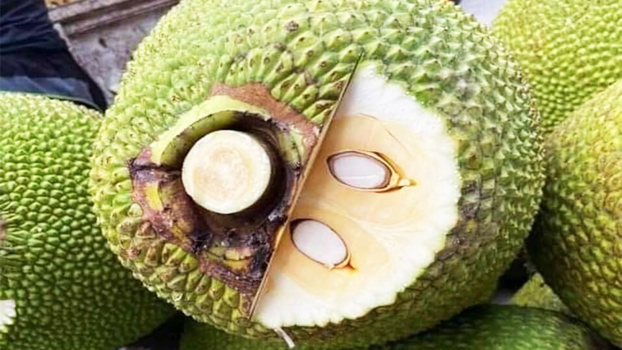 Giá mít Thái hôm nay 19/7: Giá tăng, mít vàng lá thối rễ khi đang mang trái thì xử lý sao? - Ảnh 1.