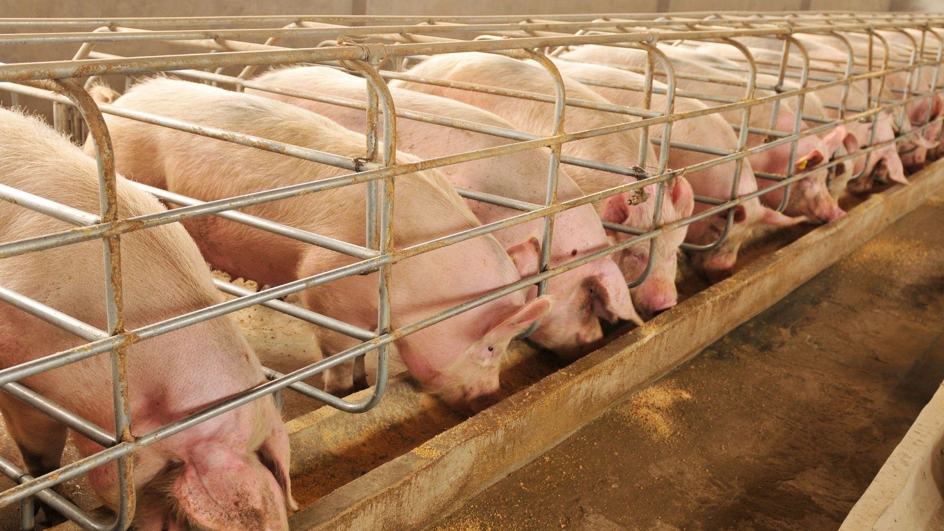 Giá heo hơi có nơi tăng mạnh 5.000 đồng/kg, cao nhất 61.000 đồng/kg - Ảnh 1. Giá heo hơi có nơi tăng mạnh 5.000 đồng/kg, cao nhất 61.000 đồng/kg - Ảnh 1.