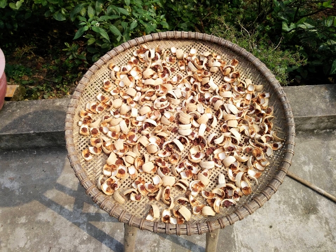 Kể chuyện làng: Nia cau vàng ươm và đôi quang gánh bằng mây của bà nội - Ảnh 1.