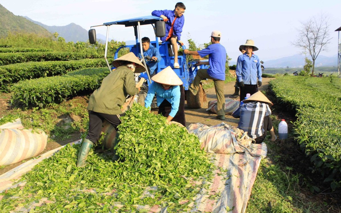 Nông dân Tân Uyên: Ứng dụng khoa học kỹ thuật vào sản xuất