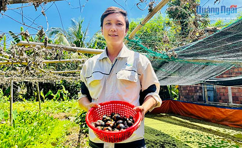 Sớm tối ngoài ao, ai cũng hỏi nuôi cá gì đấy, hóa ra anh nông dân Quảng Ngãi nuôi con đặc sản ăn bèo - Ảnh 1.