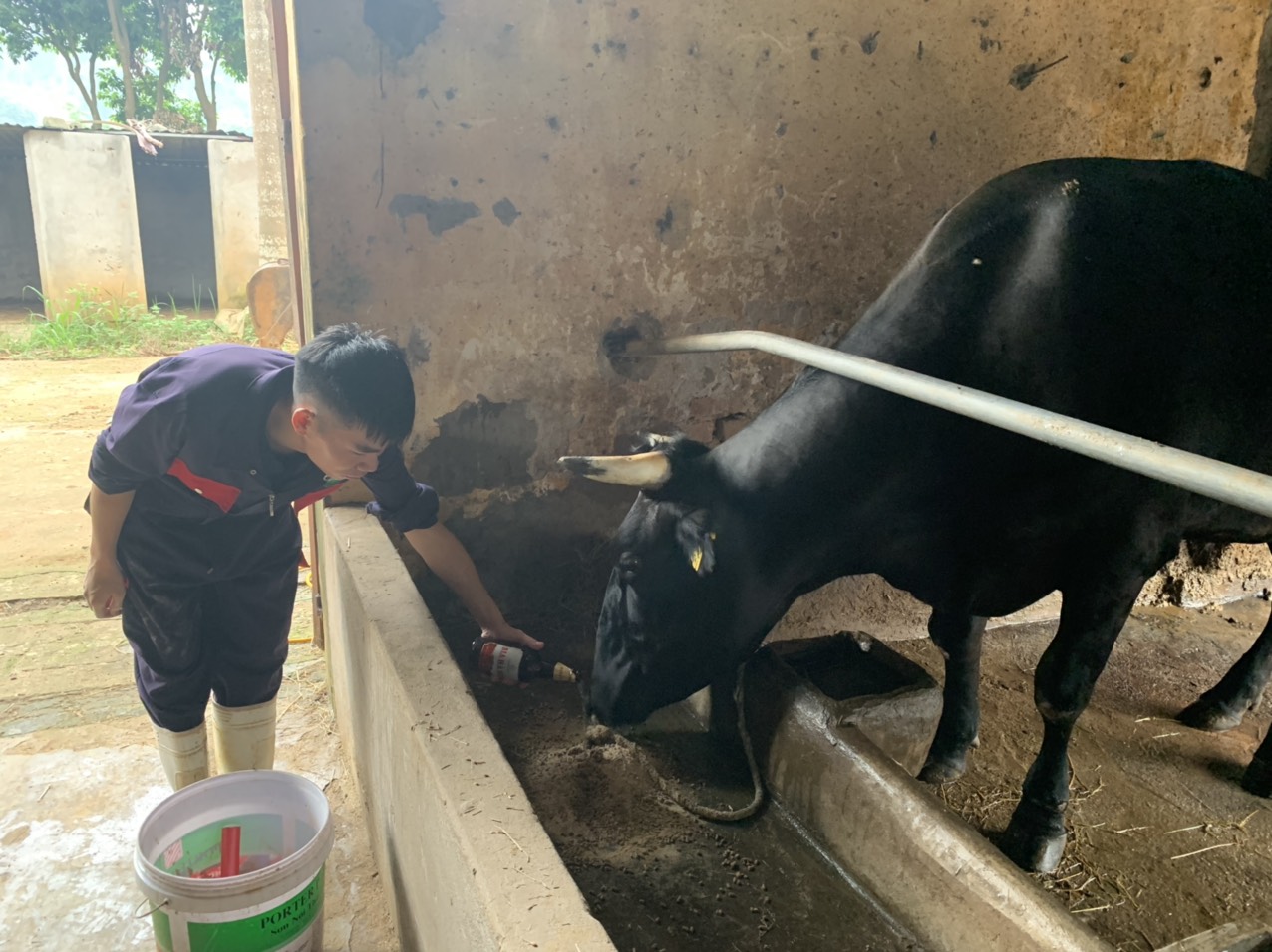 Hà Nội: Cho đàn bò Wagyu uống bia, massage, làm ra thứ thịt cao cấp dát vàng  - Ảnh 1.