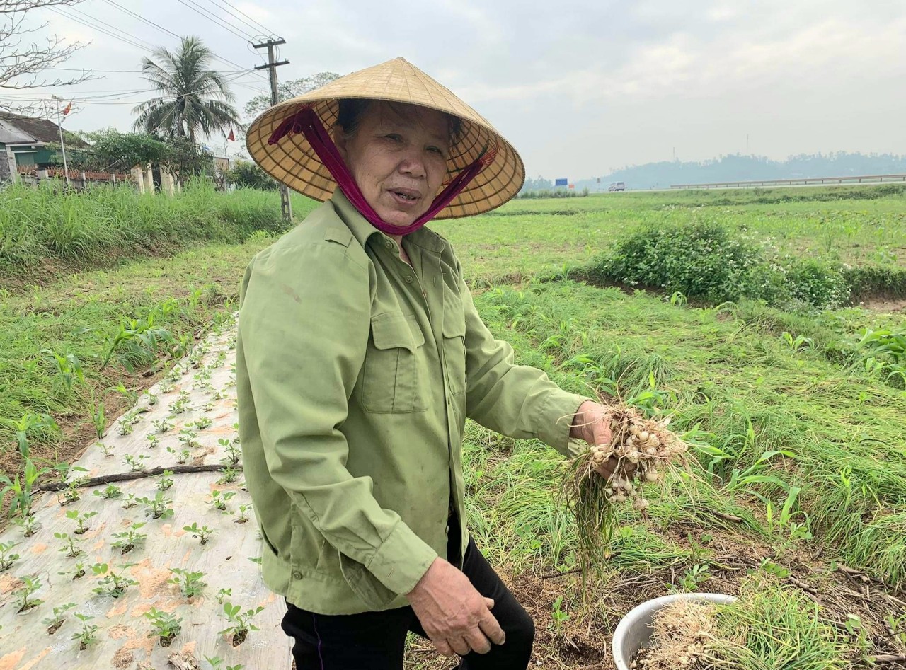 Hội Nông dân Nghệ An: Nông dân liên kết, hợp tác, quảng bá, giới thiệu sản phẩm, sản xuất nông sản an toàn  - Ảnh 3.