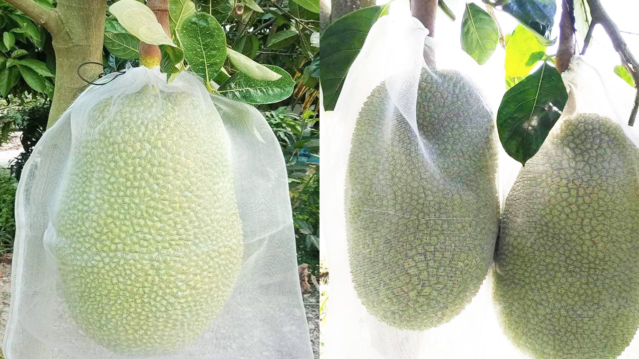 Giá mít Thái hôm nay 21/7: Giá mít đã tăng thêm 3.000 đồng/kg, khi nào bao trái là tốt nhất để phòng ruồi vàng? - Ảnh 1.