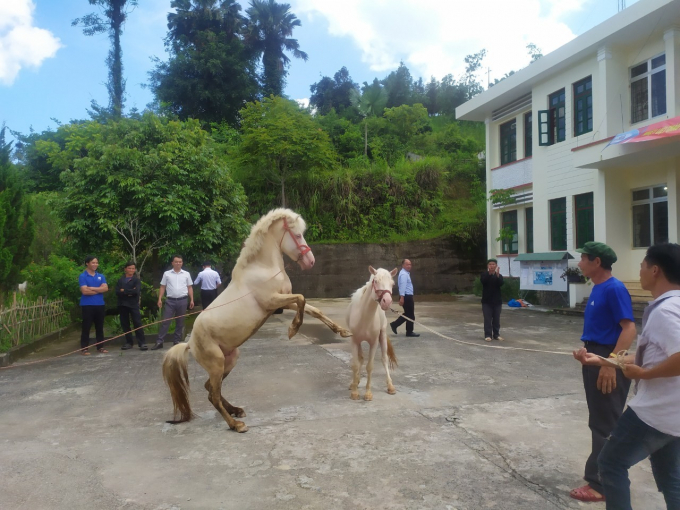 Phát triển mô hình nuôi ngựa bạch trên cao nguyên Bắc Hà - Ảnh 1.