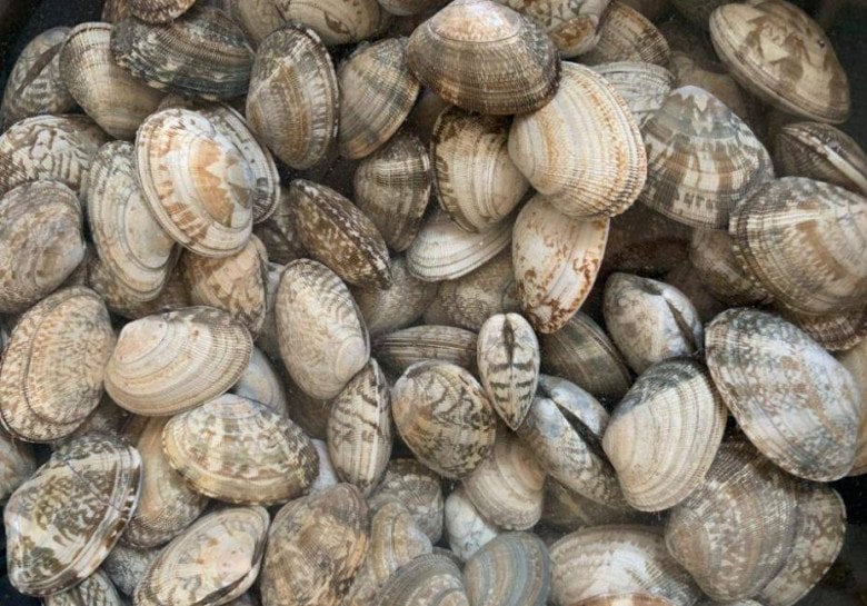 Ngao mua về ngâm với nước này chỉ 10 phút là sạch không còn một hạt cát - Ảnh 1.