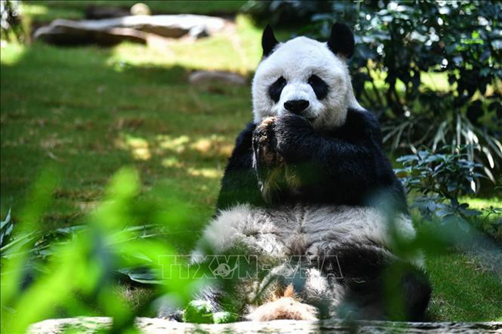 Nhìn lại hình ảnh gấu trúc lớn tuổi nhất trước khi chết - Ảnh 1.