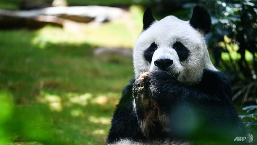 Nhìn lại hình ảnh gấu trúc lớn tuổi nhất trước khi chết - Ảnh 4.